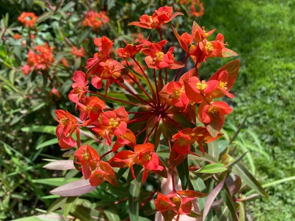 Euphorbia griffithii 'Fireglow' (Griffith's Spurge) — Northwest Blooms